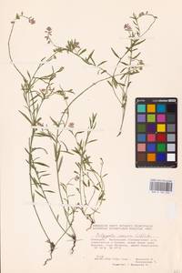 Истод хохлатый Schkuhr, Восточная Европа, Восточный район (E10) (Россия)