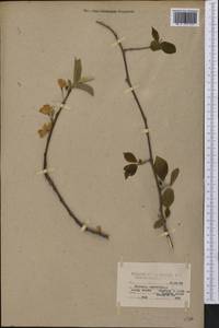 Halesia carolina L., Америка (AMER) (США)