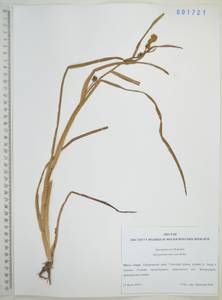 Ежеголовник всплывающий, Ежеголовник всплывший Rehmann, Сибирь, Дальний Восток (S6) (Россия)