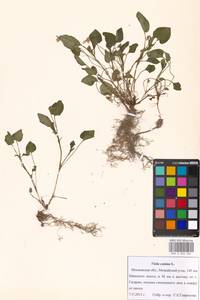 Фиалка собачья L., Восточная Европа, Московская область и Москва (E4a) (Россия)