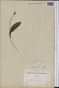 Erythronium americanum Ker Gawl., Америка (AMER) (США)