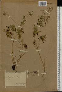 Герань холмовая Stephan ex Willd., Восточная Европа, Восточный район (E10) (Россия)