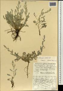 Полынь селитряная Weber ex Stechm., Монголия (MONG) (Монголия)