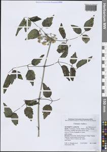 Ломонос обыкновенный L., Западная Европа (EUR) (Испания)