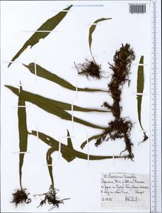 Loxogramme lanceolata (Sw.) Presl, Африка (AFR) (Эфиопия)