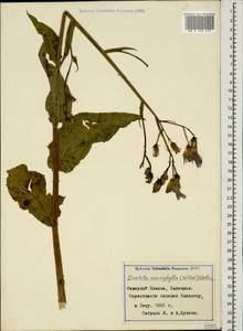 Lactuca macrophylla subsp. macrophylla, Кавказ, Ставропольский край, Карачаево-Черкесия, Кабардино-Балкария (K1b) (Россия)