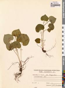 Фиалка удивительная L., Сибирь, Западная Сибирь (S1) (Россия)