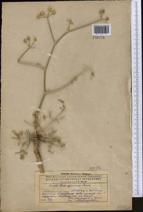 Жабрица пушистоголовая (Pall. ex Spreng.) Schischk., Средняя Азия и Казахстан, Прикаспийский Устюрт и Северное Приаралье (M8) (Казахстан)