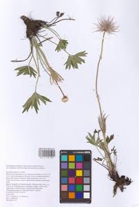 Прострел раскрытый, Сон-трава (L.) Mill., Восточная Европа, Восточный район (E10) (Россия)