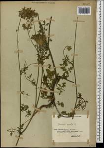 Морковь обыкновенная, Морковь дикая L., Кавказ, Грузия (K4) (Грузия)