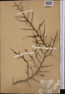 Prunus spinosissima (Bunge) Franch., Средняя Азия и Казахстан, Копетдаг, Бадхыз, Малый и Большой Балхан (M1) (Туркмения)