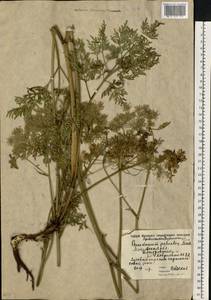 Гирчовница болотная (L.) Hoffm., Восточная Европа, Московская область и Москва (E4a) (Россия)