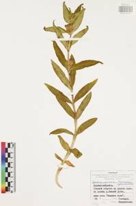 Горечавка крестовидная L., Восточная Европа, Центральный район (E4) (Россия)