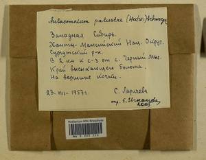 Aulacomnium palustre (Hedw.) Schwägr., Гербарий мохообразных, Мхи - Западная Сибирь (включая Алтай) (B15) (Россия)