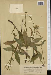 Hieracium racemosum Waldst. & Kit. ex Willd., Западная Европа (EUR) (Австрия)