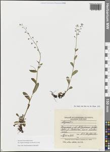 Незабудка стелющаяся Host, Восточная Европа, Северный район (E1) (Россия)