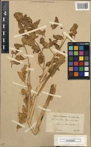 Haussknechtia elymaitica Boiss., Зарубежная Азия (ASIA) (Иран)