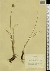 Лук Стеллера Willd., Сибирь, Алтай и Саяны (S2) (Россия)