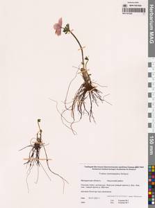 Купальница бумажночашелистиковая Schipcz., Сибирь, Чукотка и Камчатка (S7) (Россия)