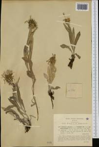 Centaurea triumfettii subsp. triumfettii, Западная Европа (EUR) (Италия)