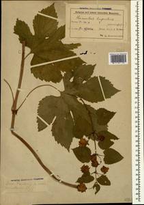 Хмель обыкновенный L., Кавказ, Азербайджан (K6) (Азербайджан)