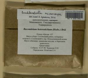 Bucklandiella microcarpos (Hedw.) Bedn.-Ochyra & Ochyra, Гербарий мохообразных, Мхи - Архангельская и Вологодская области, Коми, Ненецкий АО (B7) (Россия)