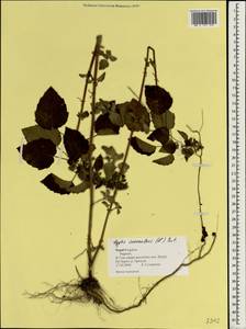 Mesosphaerum suaveolens (L.) Kuntze, Зарубежная Азия (ASIA) (Непал)