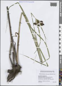 Клубнекамыш широкоплодный Marhold, Hroudová, Duchácek & Zákr., Восточная Европа, Центральный лесостепной район (E6) (Россия)