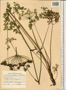 Oreoselinum nigrum Delarbre, Восточная Европа, Центральный район (E4) (Россия)