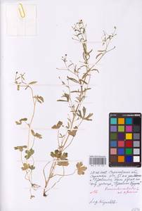 Лютик ядовитый L., Восточная Европа, Нижневолжский район (E9) (Россия)