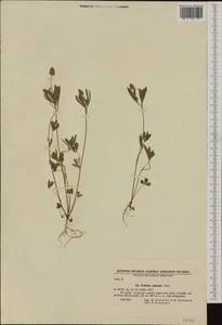 Клевер батлачковый Willd., Западная Европа (EUR) (Болгария)