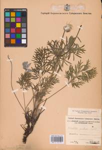 Прострел луговой (L.) Mill., Восточная Европа, Центральный лесостепной район (E6) (Россия)