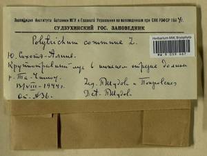 Polytrichum commune Hedw., Гербарий мохообразных, Мхи - Дальний Восток (без Чукотки и Камчатки) (B20) (Россия)