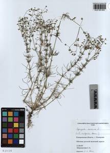 KUZ 003 953, Spergula arvensis subsp. arvensis, Сибирь, Алтай и Саяны (S2) (Россия)