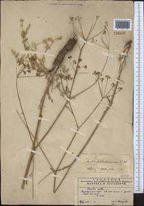 Ферула Федченко Koso-Pol., Средняя Азия и Казахстан, Памир и Памиро-Алай (M2) (Узбекистан)