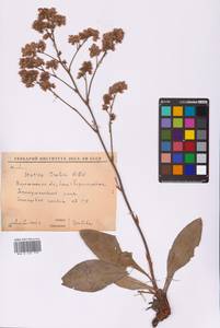 Кермек Гмелина (Willd.) Kuntze, Восточная Европа, Центральный лесостепной район (E6) (Россия)