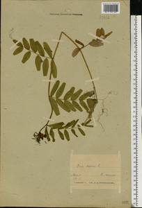 Горошек заборный L., Восточная Европа, Белоруссия (E3a) (Белоруссия)