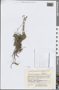 Пустынница Мейера (Fenzl) Ikonn., Сибирь, Якутия (S5) (Россия)