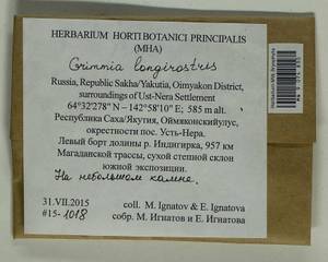 Grimmia longirostris Hook., Гербарий мохообразных, Мхи - Якутия (B19) (Россия)