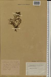 Блитум азиатский (Fisch. & C. A. Mey.) S. Fuentes, Uotila & Borsch, Сибирь, Якутия (S5) (Россия)