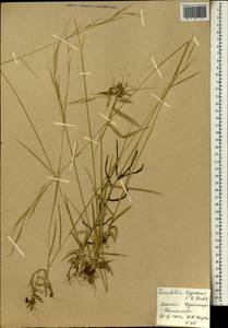 Loudetia togoensis (Pilg.) C.E.Hubb., Африка (AFR) (Мали)