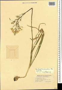 Птицемлечник дугообразный Steven, Кавказ, Черноморское побережье (от Новороссийска до Адлера) (K3) (Россия)