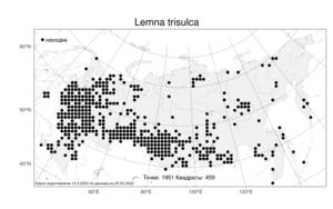 Lemna trisulca, Ряска трехдольная L., Атлас флоры России (FLORUS) (Россия)