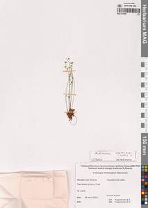 Проломник северный L., Сибирь, Чукотка и Камчатка (S7) (Россия)