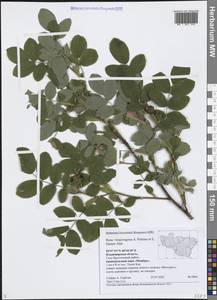 Rosa × majorugosa Palmén & Hämet-Ahti, Восточная Европа, Центральный район (E4) (Россия)