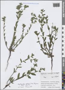 Buglossoides rochelii (Friv.) Stoyanov, Mátis & Sennikov, Восточная Европа, Нижневолжский район (E9) (Россия)