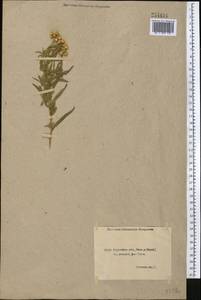 Achillea salicifolia subsp. salicifolia, Средняя Азия и Казахстан, Северный и Центральный Казахстан (M10) (Казахстан)