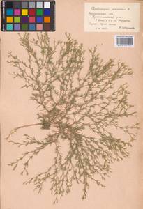Рогач песчаный L., Восточная Европа, Южно-Украинский район (E12) (Украина)