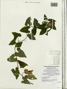 Calystegia sepium subsp. americana (Sims) Brummitt, Восточная Европа, Северо-Западный район (E2) (Россия)