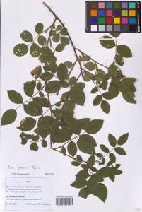 Шиповник сизый Pourr., Восточная Европа, Московская область и Москва (E4a) (Россия)